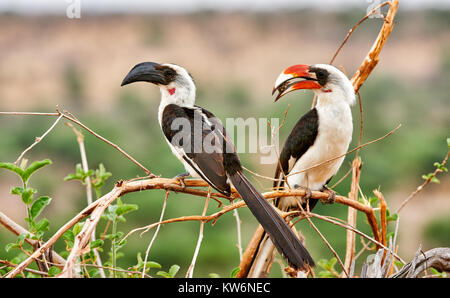 Coppia di Von der Decken's Hornbill, Tockus deckeni, Parco Nazionale di Tarangire e, Tanzania Africa Foto Stock