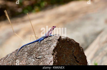 Mwanza a testa piatta agama sa di roccia o Spider-Man AGAMA SA, Agama mwanzae, Serengeti National Park, sito patrimonio mondiale dell'UNESCO, Tanzania Africa| Foto Stock