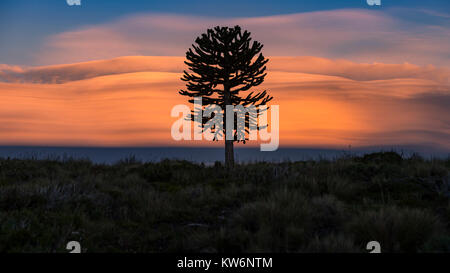 Araucarias en la Araucania / arbol Araucania / Araucaria tree Foto Stock