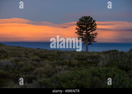 Araucarias en la Araucania / arbol Araucania / Araucaria tree Foto Stock