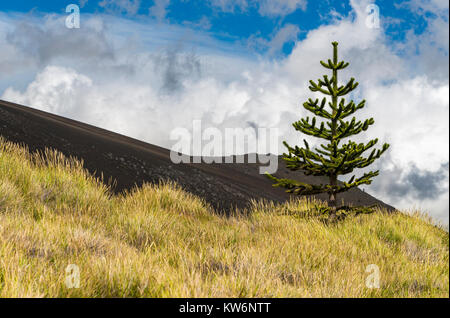 Araucarias en la Araucania / arbol Araucania / Araucaria tree Foto Stock