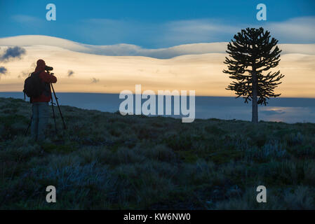 Araucarias en la Araucania / arbol Araucania / Araucaria tree Foto Stock