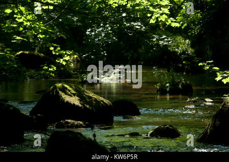 Alberi pezzata sul fiume Teign su Dartmoor Foto Stock