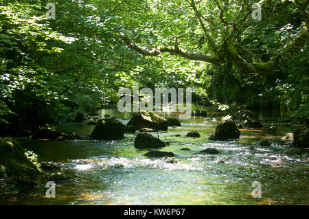 Alberi pezzata sul fiume Teign su Dartmoor Foto Stock