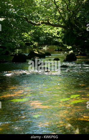 Alberi pezzata sul fiume Teign su Dartmoor Foto Stock
