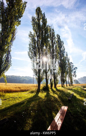 Populus nigra italica, pioppi neri in fila Foto Stock