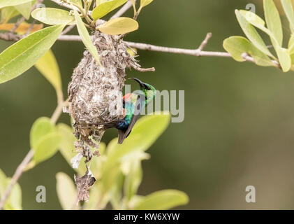 Bella sunbird Cinnyris pulchella maschio adulto a nido nel bosco, Gambia Foto Stock