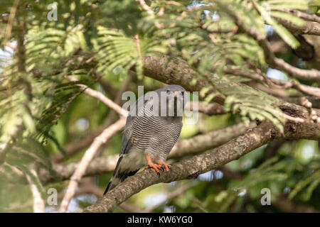 Lizard poiana Kaupifalco monogrammicus adulto arroccato nella struttura ad albero in Gambia Foto Stock