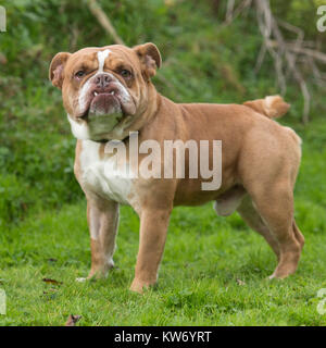 Mal allevati buldog Foto Stock