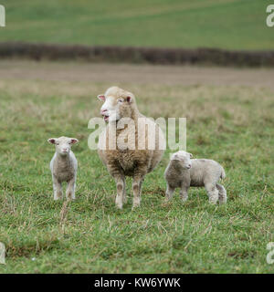 sheep with twin lambs Foto Stock
