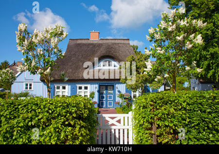 Tipica con tetto di paglia house presso il villaggio nato a Darss, Fischland, Meclemburgo-Pomerania, Mar Baltico, Germania, Europa Foto Stock