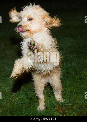 Giovane cucciolo Cockerpoo gioca su erba bagnata. Foto Stock