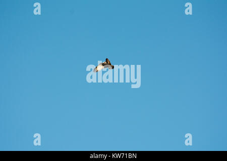 Osprey caccia oltre Rietzer vedere (Lago Rietz), una riserva naturale vicino alla città di Brandeburgo nella Germania nord-orientale Foto Stock