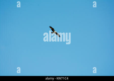 Osprey caccia oltre Rietzer vedere (Lago Rietz), una riserva naturale vicino alla città di Brandeburgo nella Germania nord-orientale Foto Stock