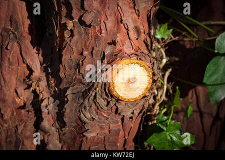 Il pianto di SAP da un taglio fresco ramo di albero Foto Stock