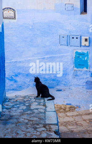 Gatto nero seduto su un angolo di strada in città blu, Chefchaouen, Marocco Foto Stock