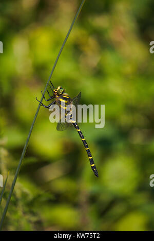 Golden inanellato dragonfly appollaiato su un impianto. Foto Stock