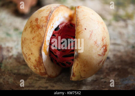 Noce moscata materie al Carribean isola di Grenada Foto Stock