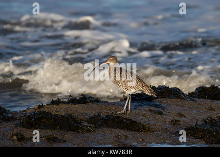 Curlew sulle rocce Foto Stock