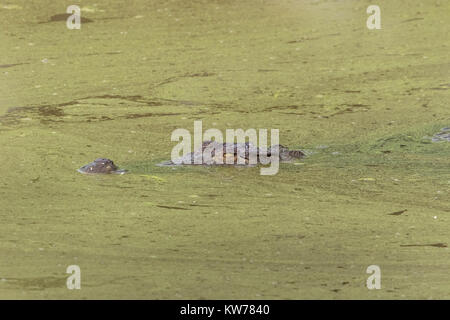 Coccodrillo del Nilo Crocodylus niloticus piscina per adulti in stagno, Gambia Foto Stock