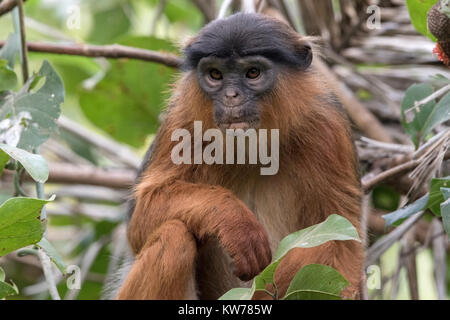 West African Red Colobus Monkey Procolobus badius adulto arroccato nella struttura ad albero di alimentazione, Gambia, Africa occidentale Foto Stock