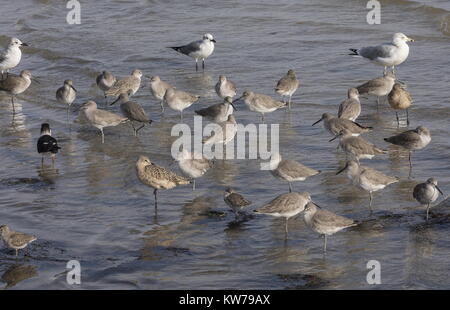 Willets, Godwit in marmo e il nero Skimmers etc sulle velme, West Florida. Foto Stock