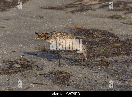 Godwit in marmo, Limosa fedoa alimentazione sulle velme di marea in inverno, West Florida. Foto Stock