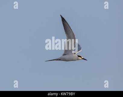 Forster's Tern, Sterna forsteri, d'inverno il piumaggio la caccia o la pesca in acque poco profonde, Baia di Tampa, Florida. Foto Stock