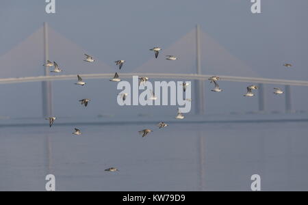 Semipalmated Plover, Charadrius semipalmatus e Sanderlings battenti di fronte al Bob Graham Sunshine Skyway Bridge, portando i75 attraverso Tampa Bay, Foto Stock