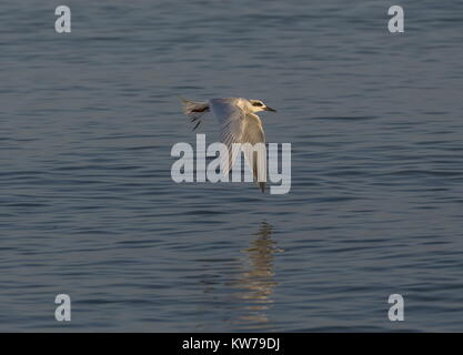 Forster's Tern, Sterna forsteri, d'inverno il piumaggio la caccia o la pesca in acque poco profonde, Baia di Tampa, Florida. Foto Stock