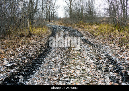 Le tracce di un off-road auto nella foresta di autunno Foto Stock