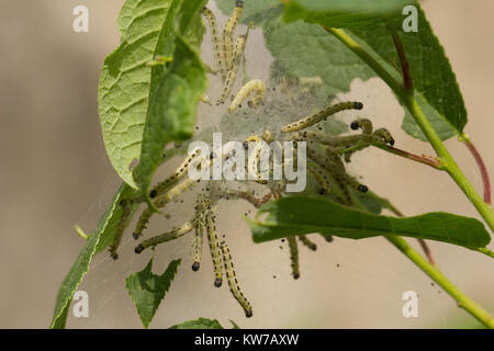 Bird-cherry ermellino moth larva Foto Stock