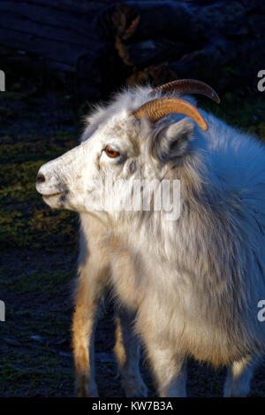 Il thinhorn pecore (ovis dalli è una specie di pecore nativa per la northwestern America del Nord. Foto Stock