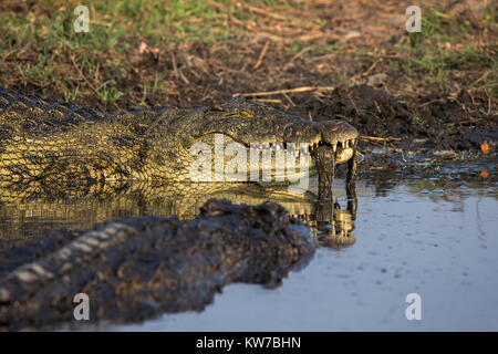 Coccodrillo del Nilo (Crocodylus niloticus) alimentazione, fiume Chobe, Botswana, Settembre 2017 Foto Stock