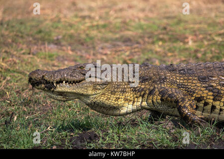 Coccodrillo del Nilo (Crocodylus niloticus), il fiume Chobe, Botswana, Settembre 2017 Foto Stock
