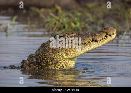 Coccodrillo del Nilo (Crocodylus niloticus), il fiume Chobe, Botswana, Settembre 2017 Foto Stock