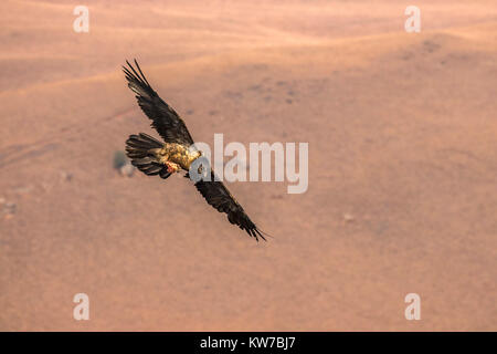 Gipeto (Gypaetus barbatus) immatura e terzo anno portando, osso, Giant's Castle Game Reserve, KwaZulu-Natal, Sud Africa, Settembre 2017 Foto Stock