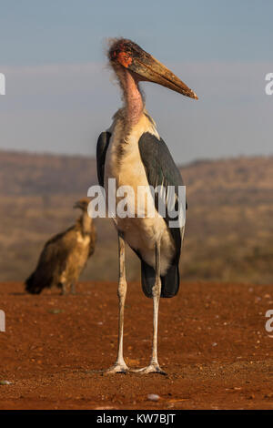 Marabou (Leptoptilos crumenifer), Zimanga riserva privata, KwaZulu-Natal, Sud Africa, Giugno 2017 Foto Stock