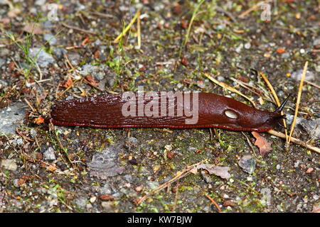 Dusky Arion (Arion fuscus) Foto Stock