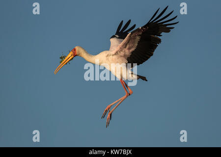 Cicogna Yellowbilled (Mycteria ibis) che trasportano il materiale di nidificazione, fiume Chobe, Botswana, Africa, Giugno 2017 Foto Stock