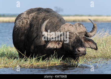 Bufali (Syncerus caffer), il fiume Chobe, Botswana, Giugno 2017 Foto Stock