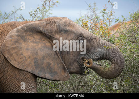 Elefante africano (Loxodonta africana) alimentazione, Parco Nazionale di Addo, Capo orientale, Sud Africa, Ottobre 2017 Foto Stock