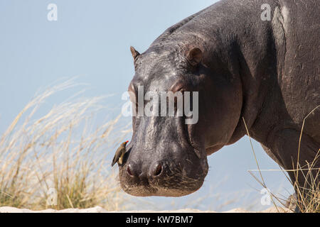 Ippopotami (Hippopotamus amphibius) con redbilled oxpecker (Buphagus erythrorhynchus), Chobe National Park, Botswana, Africa, Giugno 2017 Foto Stock