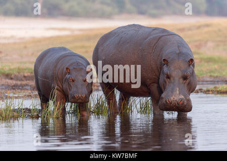 Ippopotami (Hippopotamus amphibius), il fiume Chobe, Botswana, Settembre 2017 Foto Stock