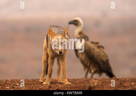 Jackal Blackbacked (Canis mesomelas) con whitebacked vulture (Gyps africanus), Zimanga riserva privata, KwaZulu-Natal, Sud Africa, 2 settembre Foto Stock