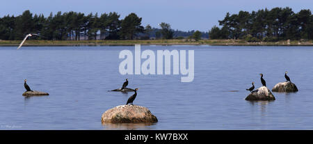 Sei grandi cormorani, poggiati su massi. Mar Baltico Foto Stock