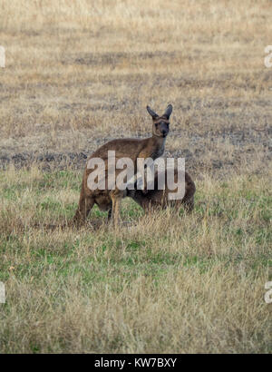 Una femmina grigio occidentale Canguro alimentando il suo joey nel paddock di un Fiume Margaret farm, Western Australia. Foto Stock