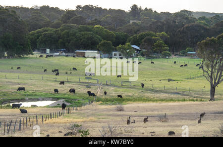 Il pascolo di bestiame in una fattoria a Margaret River, Western Australia. Foto Stock