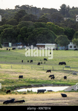 Il pascolo di bestiame in una fattoria a Margaret River, Western Australia. Foto Stock
