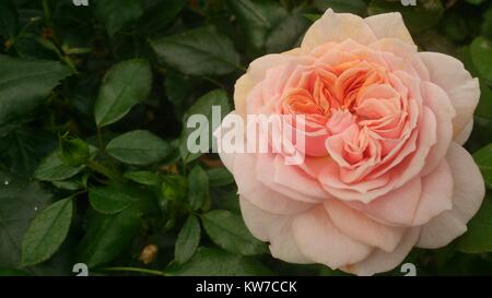 Bella peach colore rosa contro un fogliame verde sullo sfondo Foto Stock